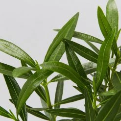 Hedge Shrubs Nerium Oleander Dwarf Apricot