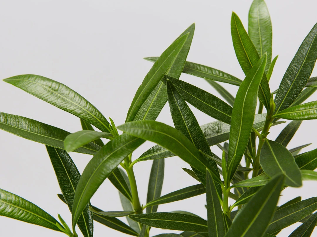 Hedge Shrubs Nerium Oleander Dwarf Apricot 4 Hedge Shrubs Nerium Oleander Dwarf Apricot