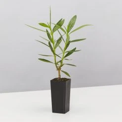 Hedge Shrubs Nerium Oleander Dwarf Apricot 10 Hedge Shrubs Nerium Oleander Dwarf Apricot