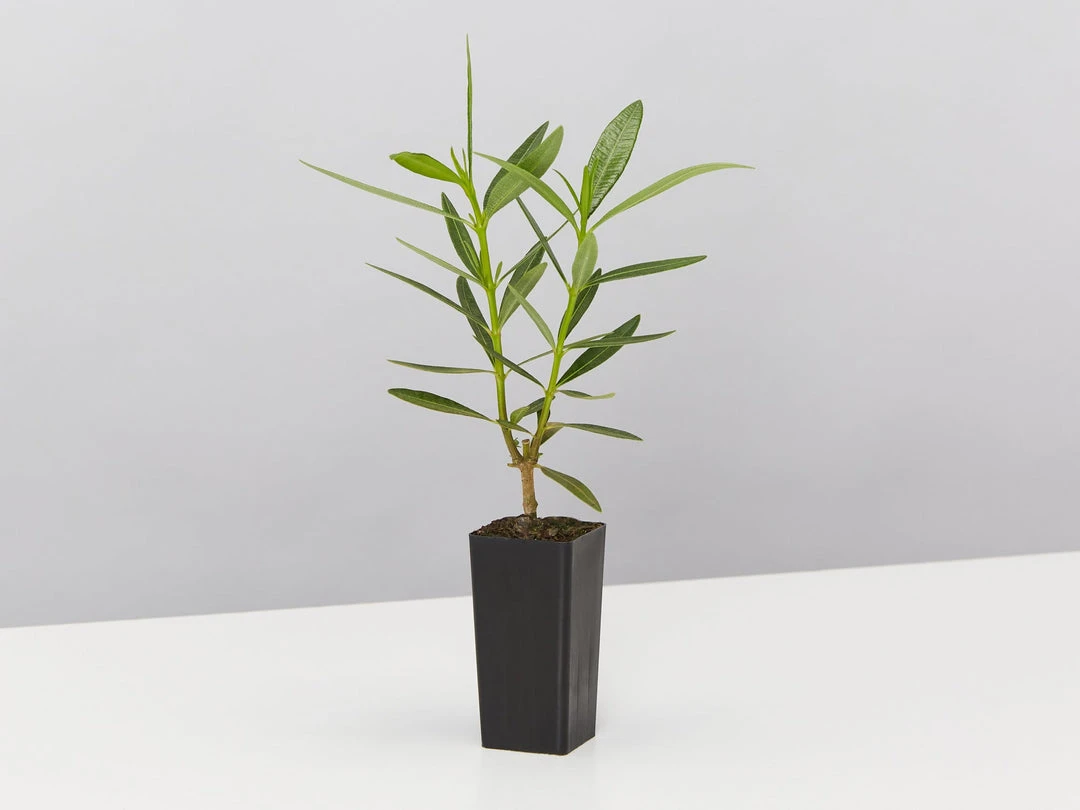 Hedge Shrubs Nerium Oleander Dwarf Apricot 6 Hedge Shrubs Nerium Oleander Dwarf Apricot