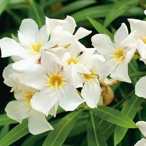 Hedge Shrubs Nerium Oleander "Madonna" 4 Hedge Shrubs Nerium Oleander "Madonna"