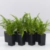 Indoor Garden Ground Covers Nephrolepis Cordifolia Duffii