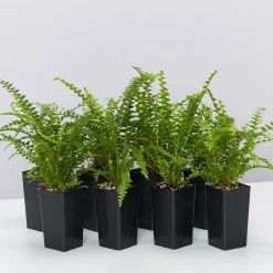 Indoor Garden Ground Covers Nephrolepis Cordifolia Duffii