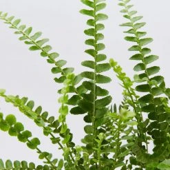 Indoor Garden Ground Covers Nephrolepis Cordifolia Duffii