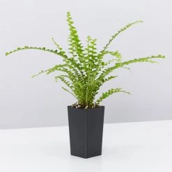 Indoor Garden Ground Covers Nephrolepis Cordifolia Duffii