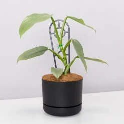 Pot + Plant Gift Box Philodendron Hastatum Silver Sword - Pot + Plant + Soil Easy Care Plants