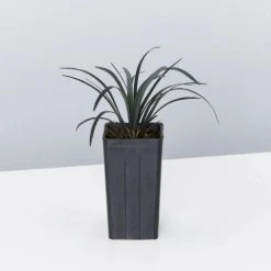 Shrubs Ophiopogon Planiscapus Nigrescens Black Mondo