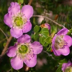 Shrubs Leptospermum Rotundifolium Lavender Queen