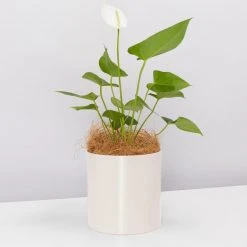 Urban Eden Oatmeal Vessel + Potted Plant