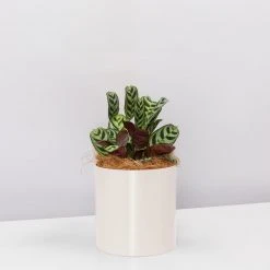 Urban Eden Oatmeal Vessel + Potted Plant