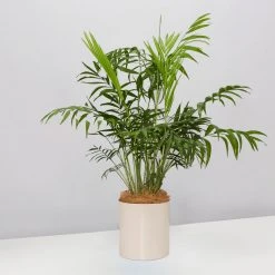 Urban Eden Oatmeal Vessel + Potted Plant