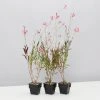 Shrubs Oenothera (Gaura) Lindheimeri Belleza Compact Light Pink 85mm