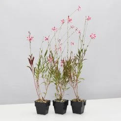 Shrubs Oenothera (Gaura) Lindheimeri Belleza Compact Light Pink 85mm