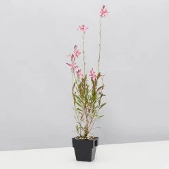 Shrubs Oenothera (Gaura) Lindheimeri Belleza Compact Light Pink 85mm