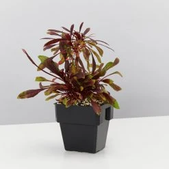 Shrubs Oenothera (Gaura) Lindheimeri Little Janie 85mm