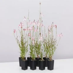 Shrubs Oenothera (Gaura) Lindheimeri Belleza Compact Light Pink