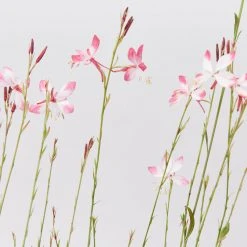 Shrubs Gaura Assorted Pack