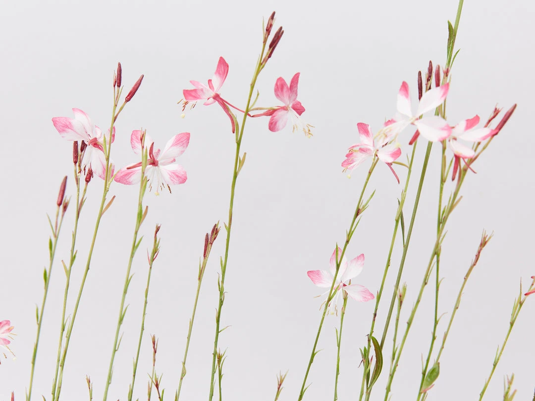 Shrubs Gaura Assorted Pack 4 Shrubs Gaura Assorted Pack