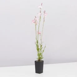 Shrubs Gaura Assorted Pack 13 Shrubs Gaura Assorted Pack