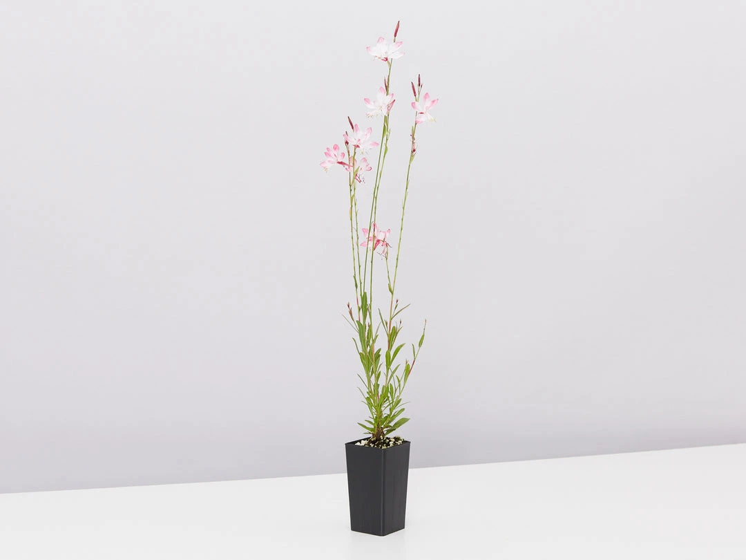 Shrubs Gaura Assorted Pack 7 Shrubs Gaura Assorted Pack