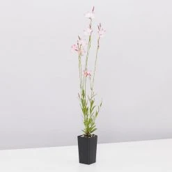 Shrubs Oenothera (Gaura) Lindheimeri Belleza Compact Light Pink