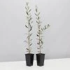 Shrubs Olive Tree - Olea Europaea Manzanillo - 2 Pack 1 Shrubs Olive Tree - Olea Europaea Manzanillo - 2 Pack