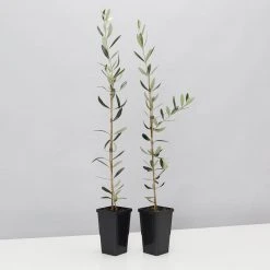 Shrubs Olive Tree - Olea Europaea Manzanillo - 2 Pack
