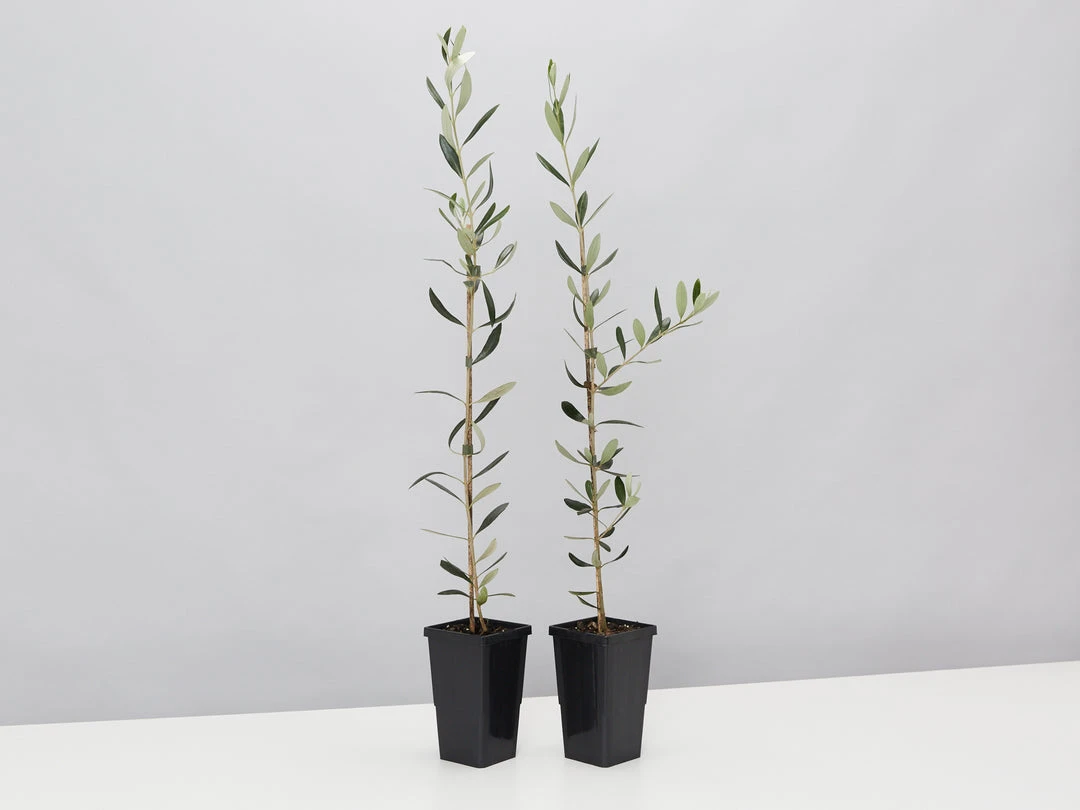 Shrubs Olive Tree - Olea Europaea Manzanillo - 2 Pack 3 Shrubs Olive Tree - Olea Europaea Manzanillo - 2 Pack
