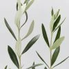Shrubs Olea Europaea Frantoio 'Olive Tree' 90mm
