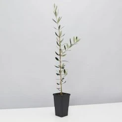 Shrubs Olea Europaea Frantoio 'Olive Tree' 90mm