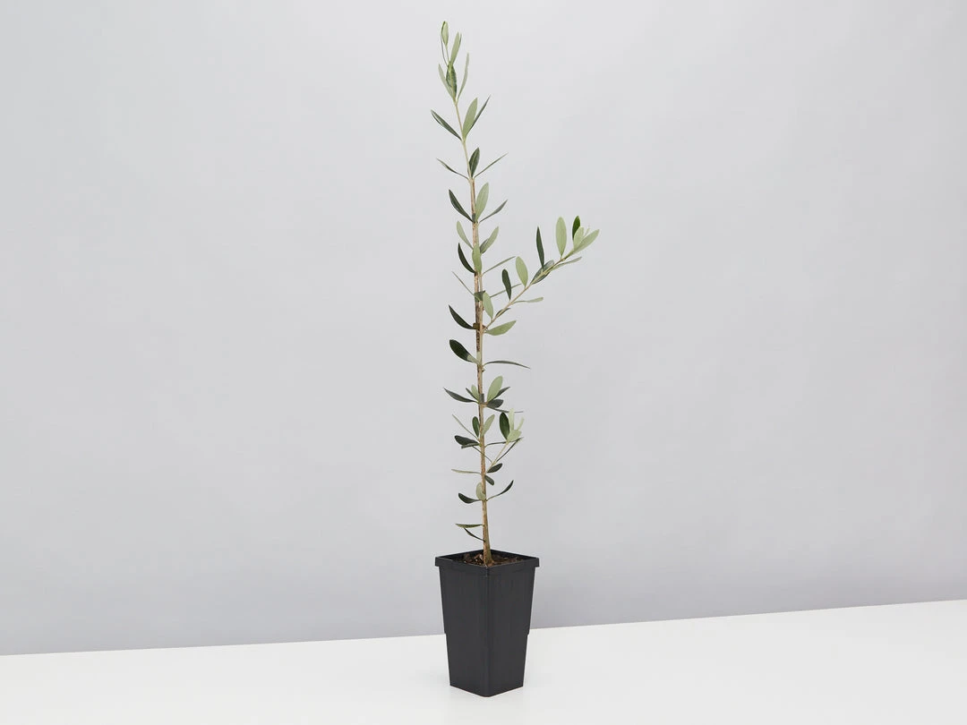 Shrubs Olive Tree - Olea Europaea Manzanillo - 2 Pack 5 Shrubs Olive Tree - Olea Europaea Manzanillo - 2 Pack