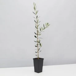 Shrubs Olea Europaea Frantoio 'Olive Tree'