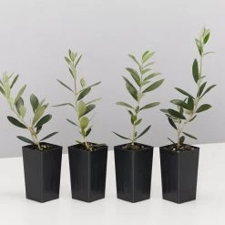 Shrubs Olive Tree - Olea Europaea Arbosana