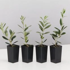 Shrubs Olive Tree - Olea Europaea Arberquina