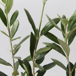 Shrubs Olive Tree - Olea Europaea Arberquina