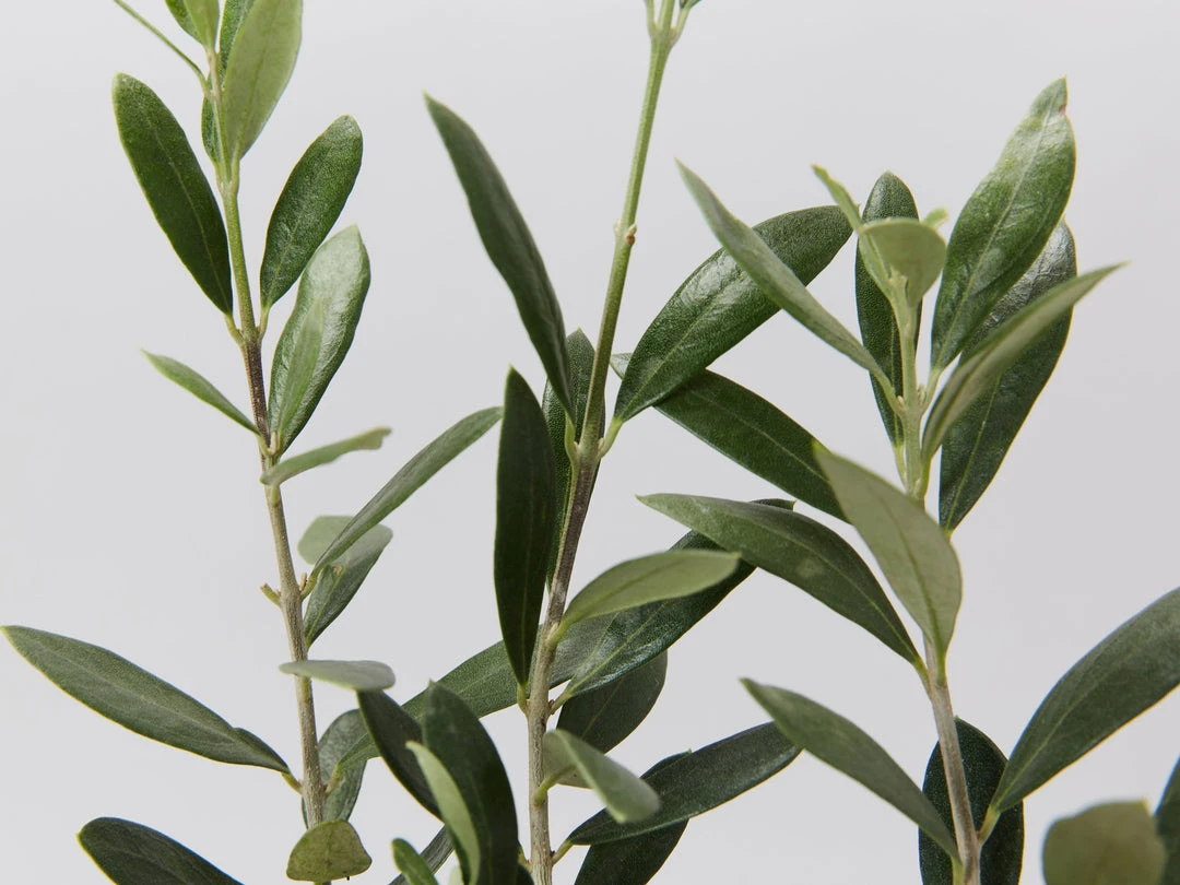 Shrubs Olive Tree - Olea Europaea Arberquina 4 Shrubs Olive Tree - Olea Europaea Arberquina