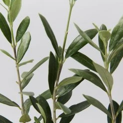 Shrubs Olive Tree Olea Europaea Manzanillo