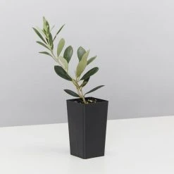 Shrubs Olive Tree - Olea Europaea Koroneiki