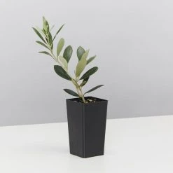 Shrubs Olive Tree - Olea Europaea Arberquina 11 Shrubs Olive Tree - Olea Europaea Arberquina