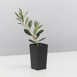 Shrubs Olive Tree Olea Europaea Manzanillo