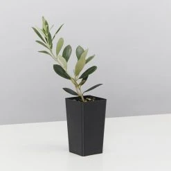 Shrubs The Coastal ???? Mixed Box Of Plants