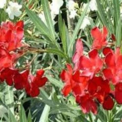 Hedge Nerium Oleander "delphine"