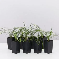 Shrubs Full Sun Ophiopogon Japonicus Mondo Grass