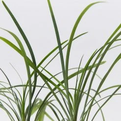 Shrubs Full Sun Ophiopogon Japonicus Mondo Grass