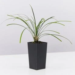 Shrubs Full Sun Ophiopogon Japonicus Mondo Grass