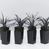 Shrubs Ophiopogon Planiscapus Nigrescens Black Mondo