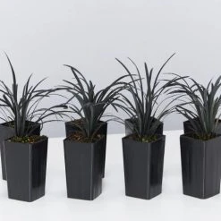 Shrubs Ophiopogon Planiscapus Nigrescens Black Mondo