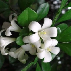 Hedge Murraya Hip-High Shrubs