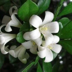 Shrubs Murraya Paniculata - Mock Orange Hedging Pack (Taller Size)