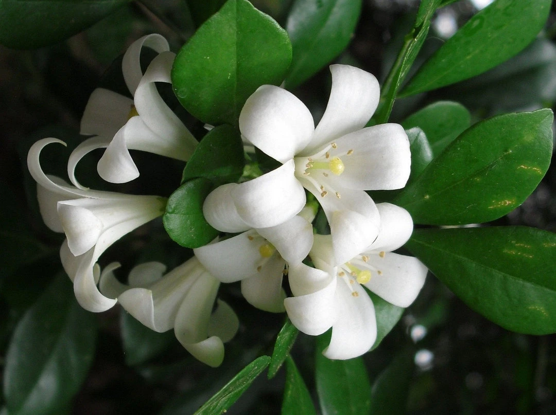 Shrubs Murraya Paniculata - Mock Orange Hedging Pack (Taller Size) 4 Shrubs Murraya Paniculata - Mock Orange Hedging Pack (Taller Size)